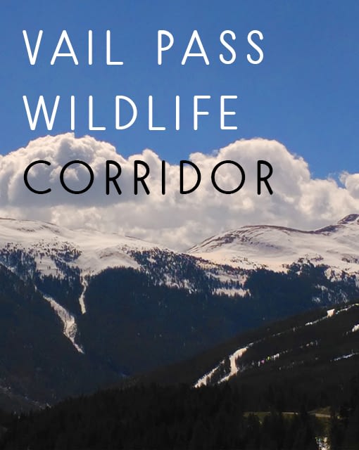 Name the Vail Pass Wildlife Corridor