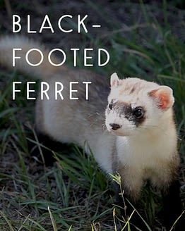 Black-footed ferret
