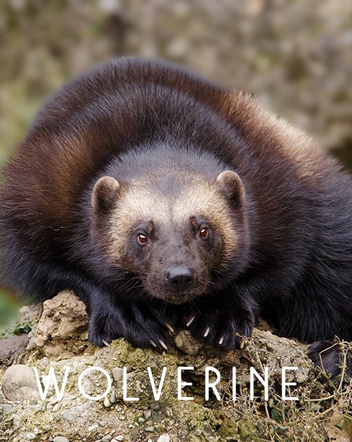 Name the Wolverine