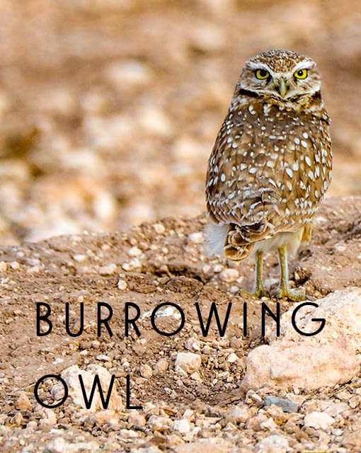 Name the Burrowing Owl