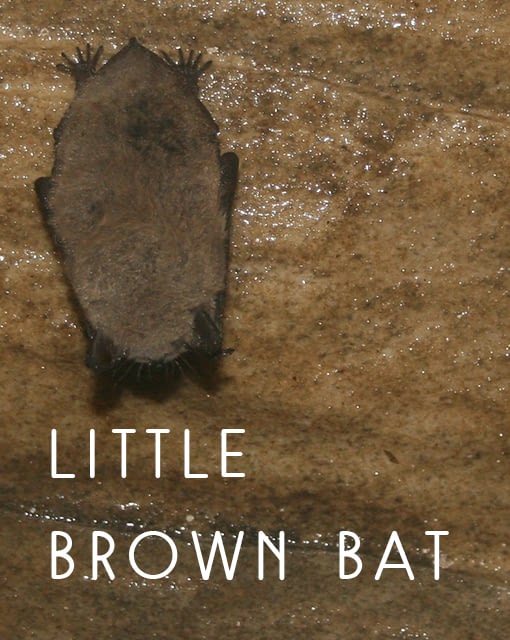 Naming Rights to the Little Brown Bat