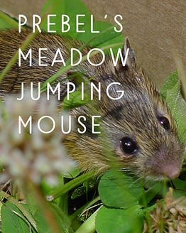 Name the Preble's meadow jumping mouse