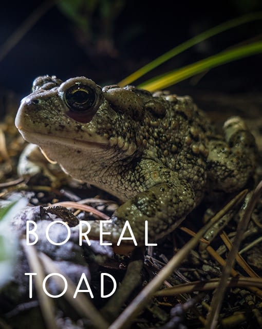 Naming rights for the boreal toad