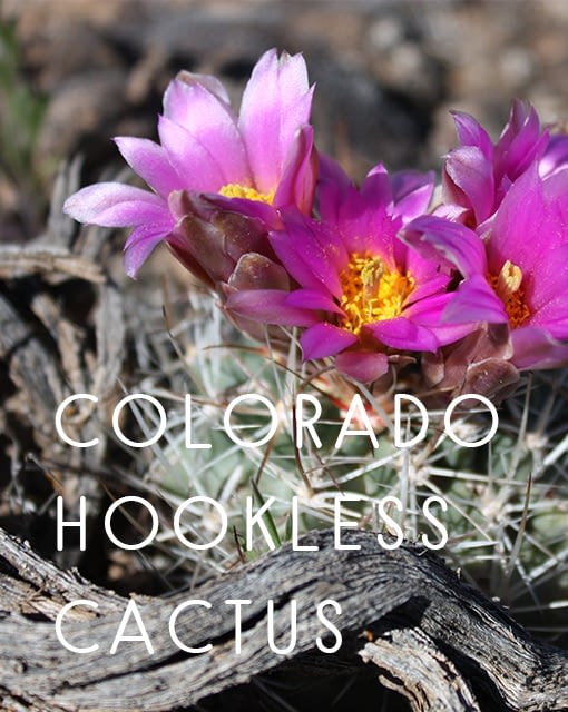 Colorado Hookless Cactus