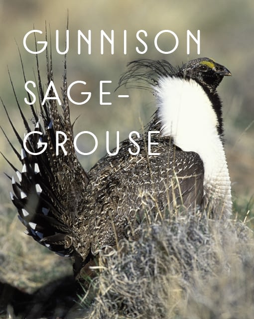 Naming Rights to Gunnison Sage-Grouse