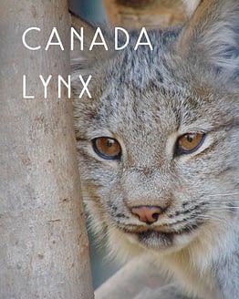 Naming Rights to Canada Lynx