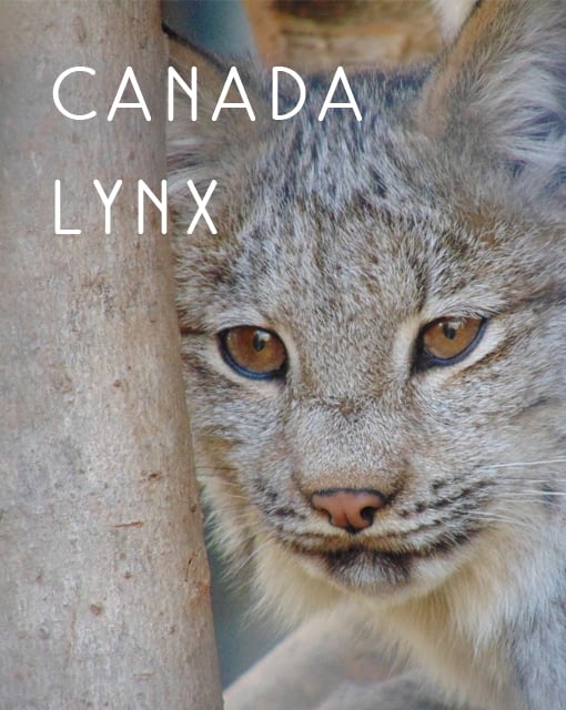 Naming Rights to Canada Lynx