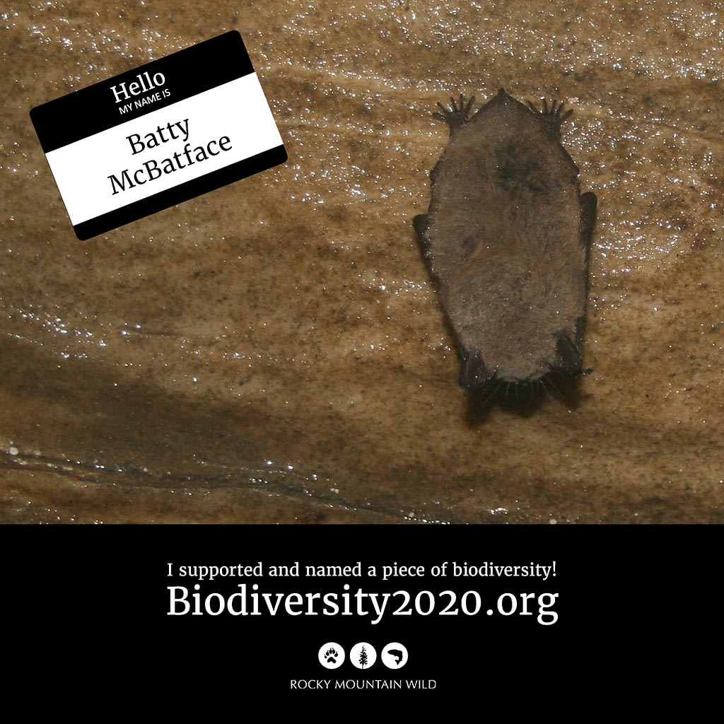 Little brown bat named Batty McBatface